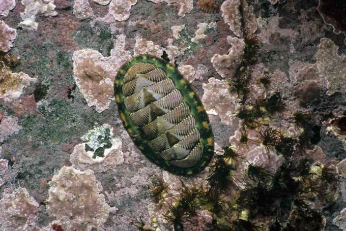 Chiton z podszyciem