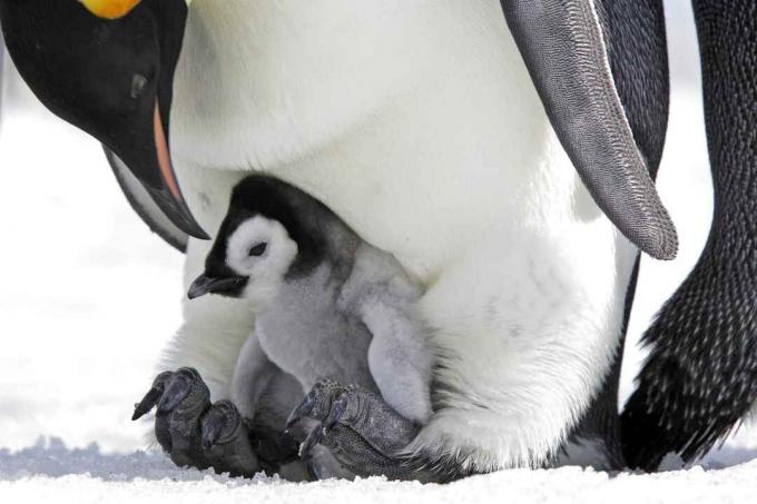 Pisklę pingwina cesarskiego na stopach ojca.