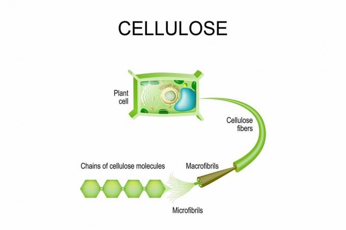 Celuloza w roślinach