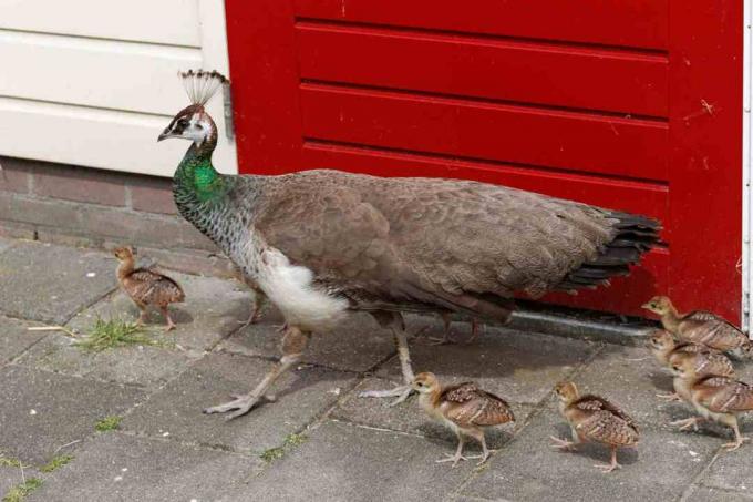 Zielony peahen z kurcząt