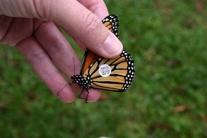 Wolontariusze oznaczają monarchów, aby naukowcy mogli mapować ich ścieżki migracji.