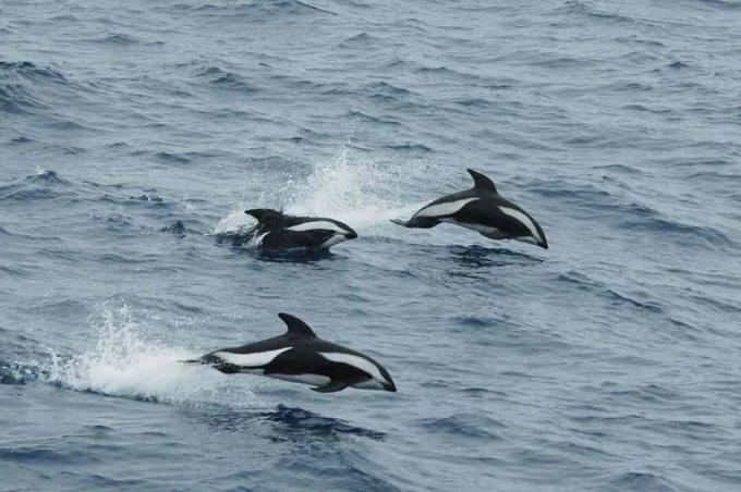 Delfiny klepsydrowe w Drake Passage