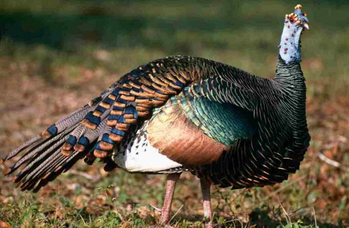 Oscellated Turkey