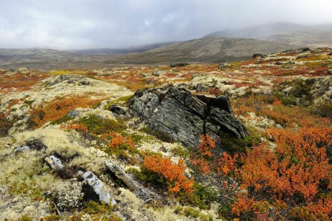 Jesieni tundry krajobraz w Norwegia, Europa.