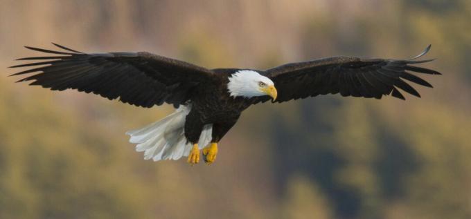 Bielik (Haliaeetus leucocephalus) szybujący z charakterystycznymi płaskimi skrzydłami.