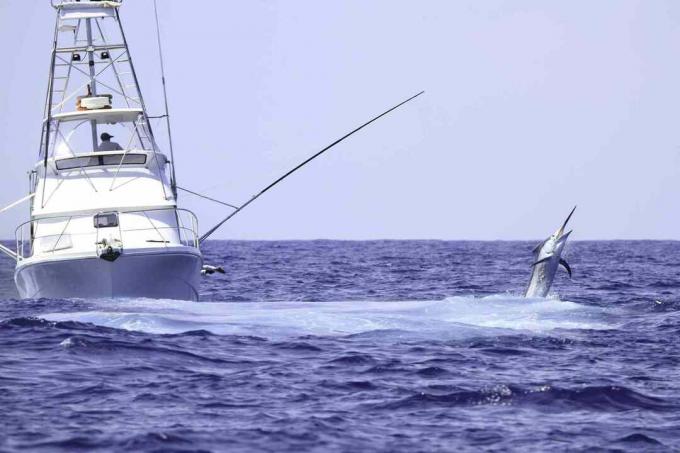 Czarter łódź rybacka walczy z błękitnym marlin