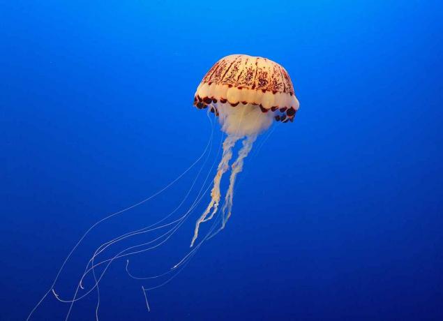 Gromady neuronów wokół dzwonka meduz pozwalają przetwarzać 360 stopni danych sensorycznych.