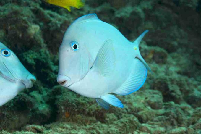 Atlantyk niebieski (Acanthurus coeruleus)