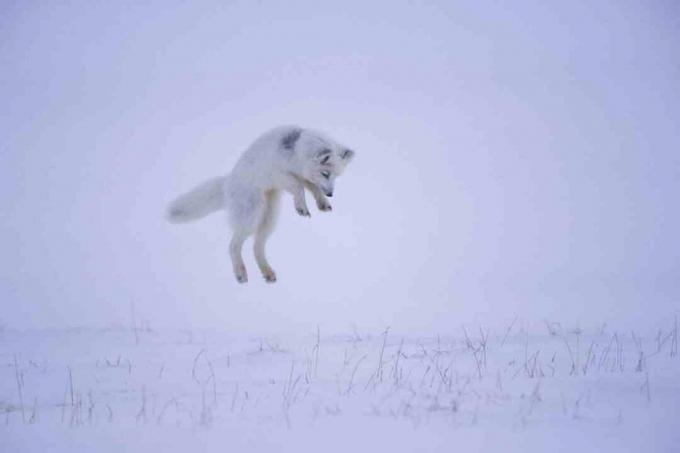 Kiedy lis polarny słyszy gryzonia pod śniegiem, wyskakuje w powietrze, by po cichu skoczyć na zdobycz z góry.