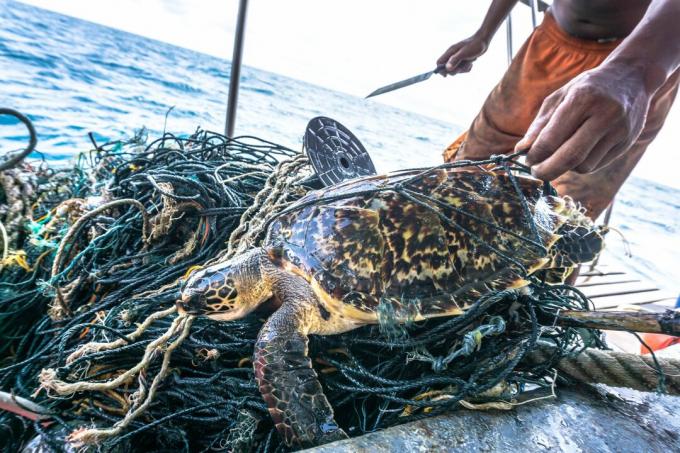 Mężczyzna ratujący Krytycznie zagrożonego żółwia jastrzębiego Hawksbill zaplątał się w sieć Ghost Ghost