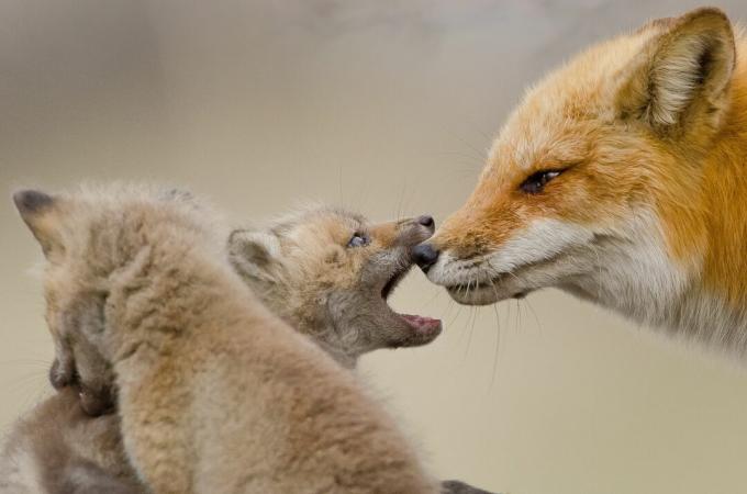 Zestawy Fox są puszyste i szarawo-brązowe.