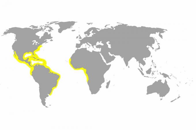 Mapa dystrybucji rekina cytrynowego.