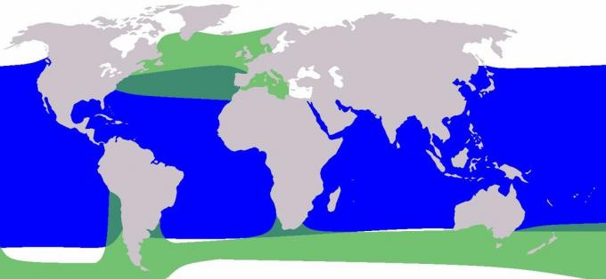 Zasięg wieloryba pilotowego: wieloryb pilotowy płetwiasty w kolorze niebieskim i wieloryb pilotowy płetwiasty w kolorze zielonym.