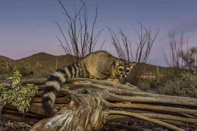 Ringtail w niewoli (Bassariscus astutus)