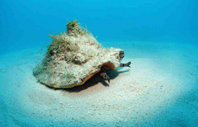 Conch Shell na Bahamach