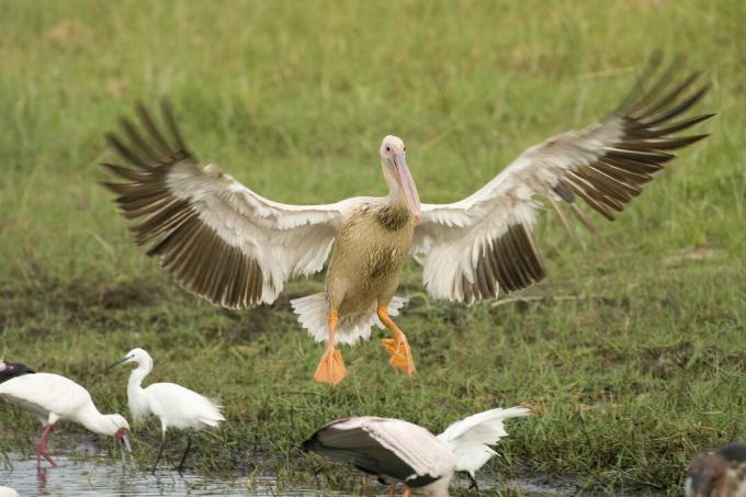 Lądowanie pelikanów różowy (Pelecanus rufescens), Delta Okawango, Botswana