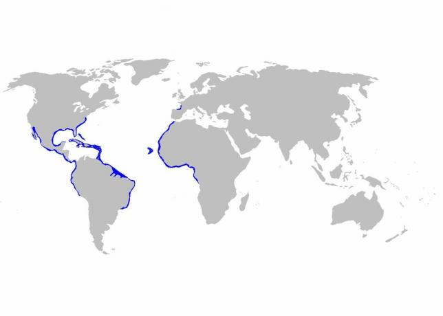 Mapa dystrybucji Ginglymostoma cirratum