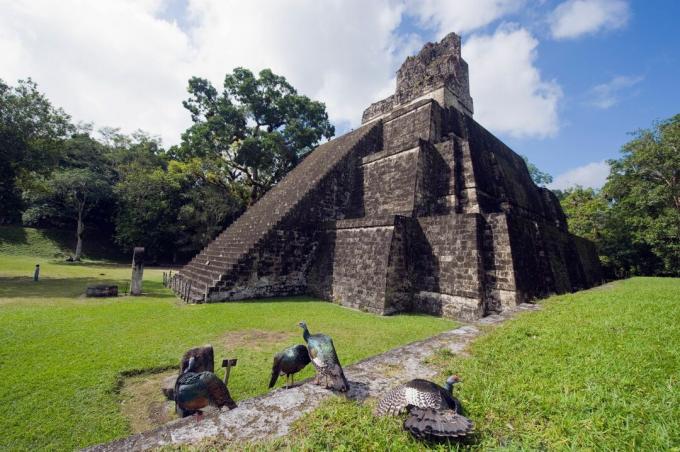 Ocellated Indke (Agriocharis ocellata) w Tikal