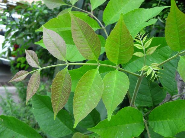 Fraxinus americana: młode liście jesionu białego