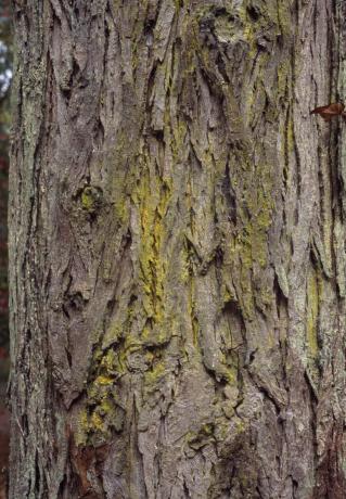 Kora skorupiaka Hickory: Carya laciniosa