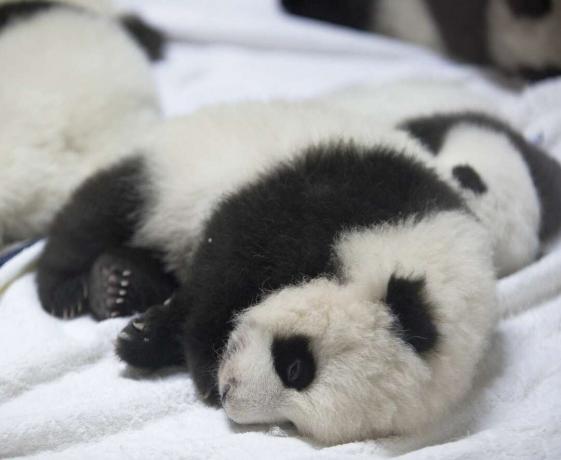 Cute Baby Giant Panda