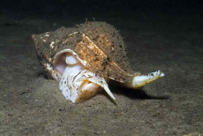 Wspólne whelk (Buccinum undaum)