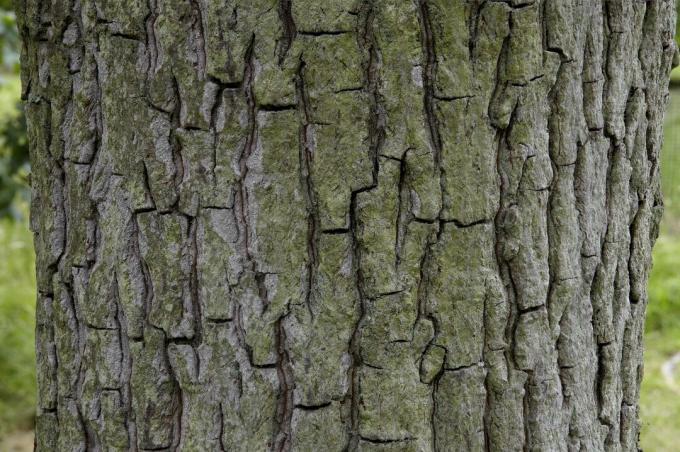 Carya tomentosa, hockory Mockernut, zbliżenie na korę