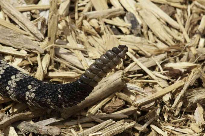 Grzechotka grzechotnika Diamondback