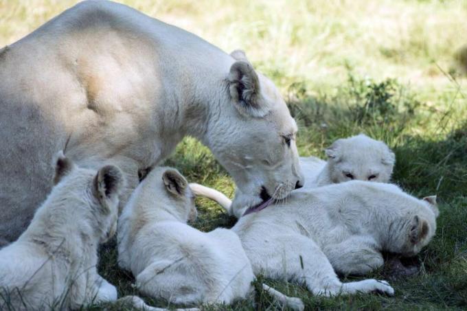 Biały Lew Z Cubs