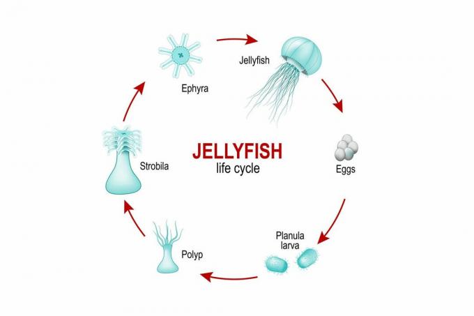 Cykl życia meduz
