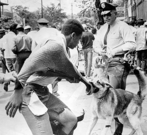 Czarnoskóry amerykański protestujący zaatakowany przez policyjnego psa podczas demonstracji przeciwko segregacji, Birmingham, Alabama, 4 maja 1963 r.