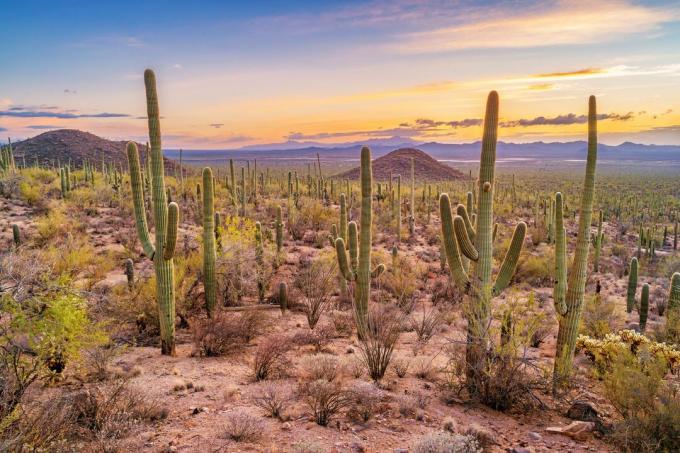 Saguaro kaktusowy las w Saguaro parku narodowym Arizona
