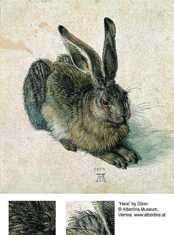 Królik lub Zając - Albrecht Dürer