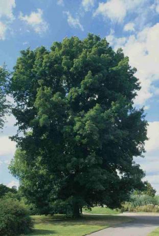 Carya cordiformis (Butternut hickory), drzewo liściaste w parku obok ścieżki