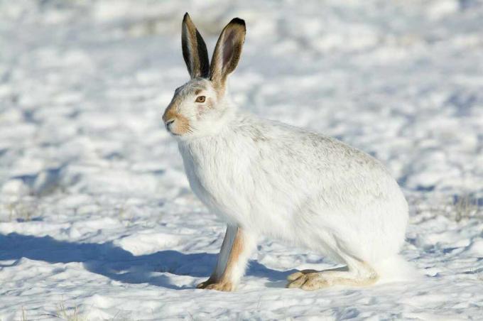 Jackrabbit z białym ogonem z zimowym futerkiem