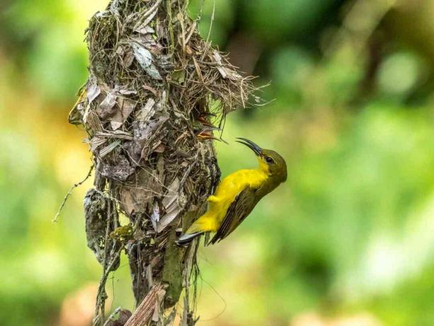 Żeński sunbird z gniazdeczkiem i kurczątkami