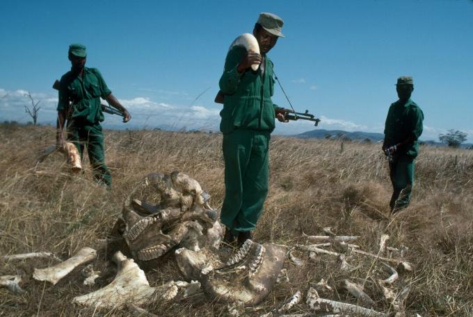 MIKUMI, TANZANIA - LIPIEC 1989: Park Rangers, którzy zarabiają 70 dolarów amerykańskich miesięcznie za pomocą skonfiskowanego słonia z kości słoniowej o wartości 2700 dolarów, w Parku Narodowym Mikumi w Tanzanii. Strażnicy stoją przy szczątkach słonia byka zabitego przez kłusowników.