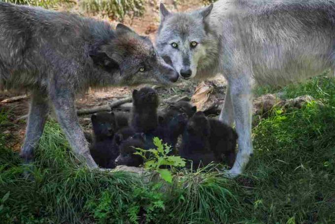 Rodzina Black Wolf z nowonarodzonymi szczeniętami, Kanada