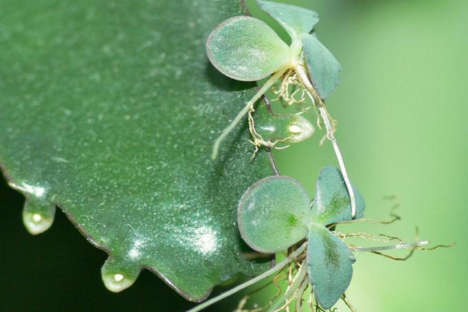 Kalanchoe - sadzonki