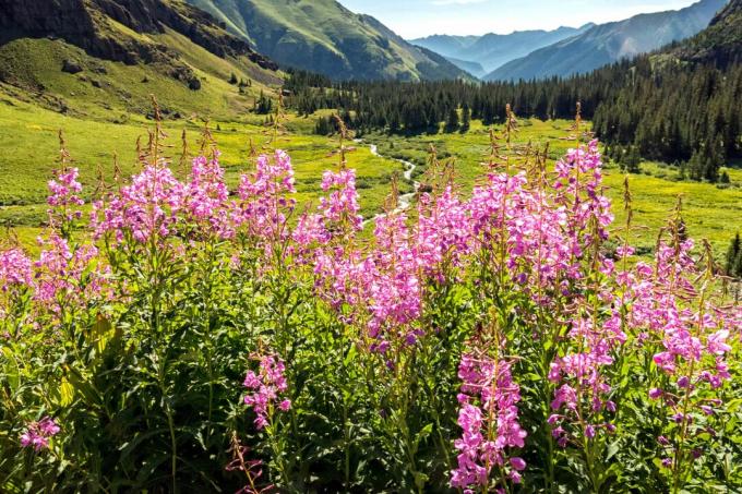 Fireweed polne kwiaty w górach Kolorado