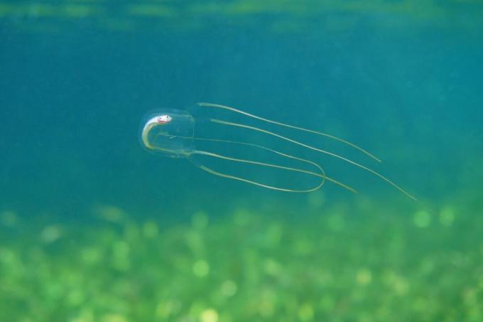 Złóż meduzę z martwą rybą w żołądku