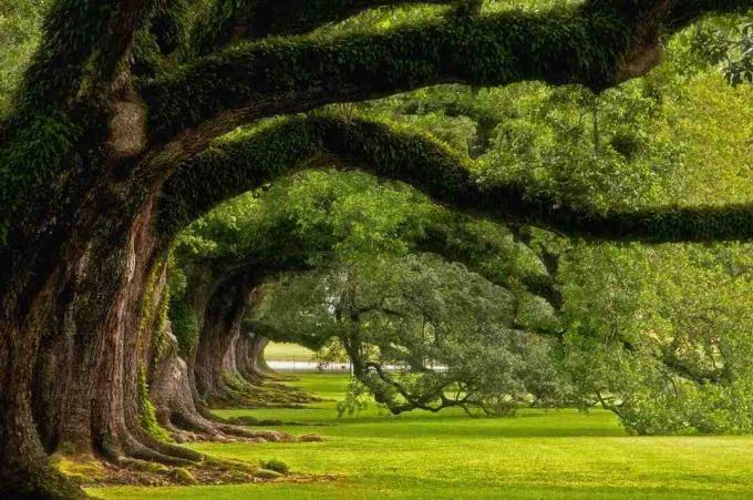 Zrobione w Oak Alley Plantation