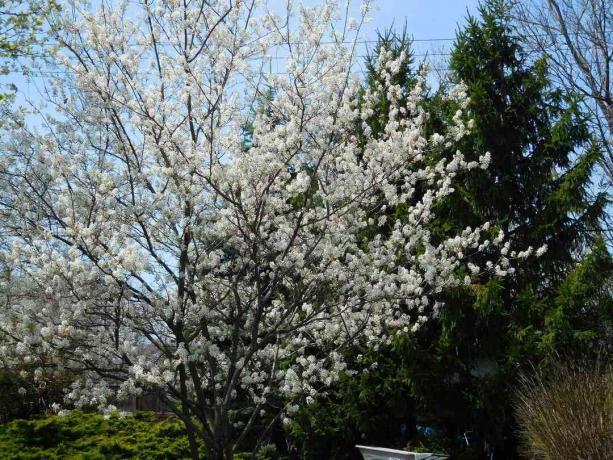 Serviceberry w środowisku krajobrazowym.