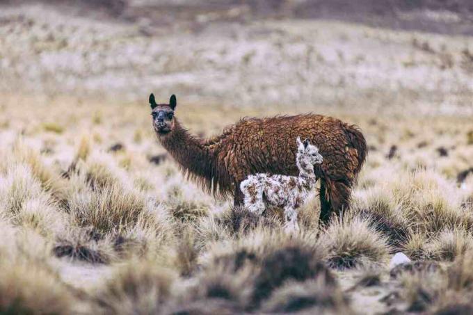 Lama i jej cria.