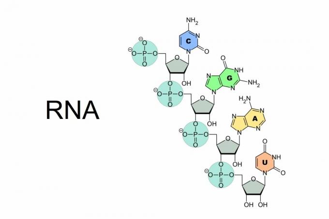 RNA