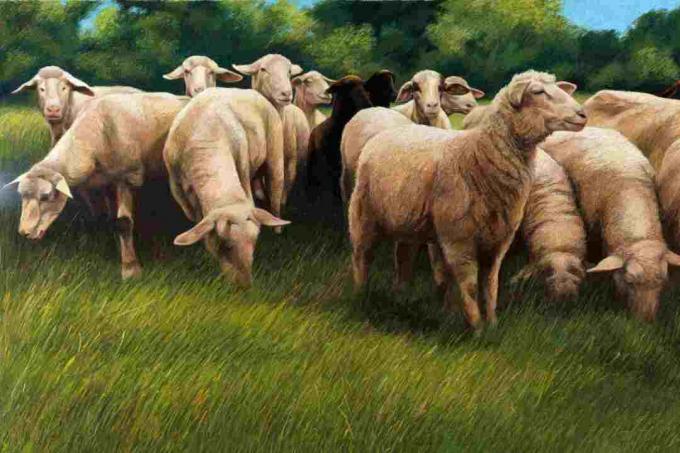 Realistyczna pastelowa ilustracja pasących się owiec
