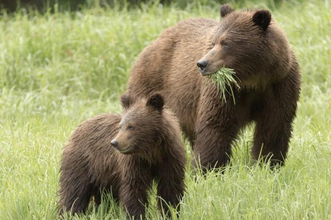 Niedźwiedzie grizzly jedzą trawę i mięso.