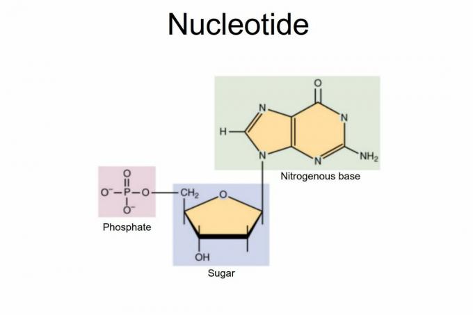 Nukleotyd