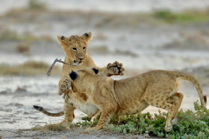 Lion Cubs Bawiące Się Na Polu