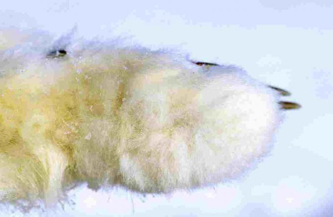 Lis polarny ma grube futro pokrywające podeszwy stóp.